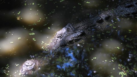 Crocodile on Green Island, near Cairns in Australia. 