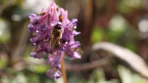 Honey bee feeding on a purple сorydalis flower, sunny day in springtime, slow motion video, close up, macro