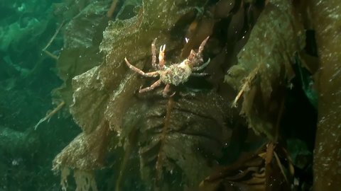 Underwater arctic landscape video in cold clear water of the Arctic Ocean in Norway Svalbard and floating around inhabitants of the seas. Amazing, beautiful marine life world of sea creatures.