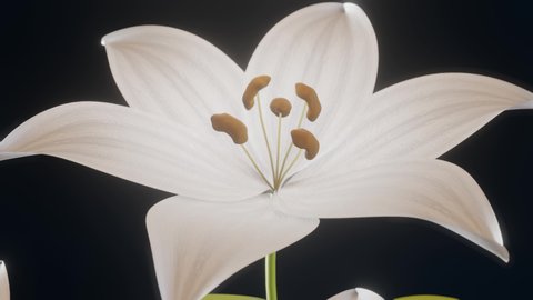 3d lilly flower render animation 