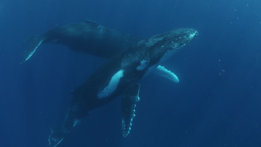 Humpback whales underwater of Pacific Ocean. Giant animal Megaptera Novaeangliae in Tonga Polynesia. Concept of family idyll of whales giant sea animals and underwater megafauna. Royalty-Free Stock Footage #1089660105