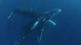 Humpback whales underwater of Pacific Ocean. Giant animal Megaptera Novaeangliae in Tonga Polynesia. Concept of family idyll of whales giant sea animals and underwater megafauna.