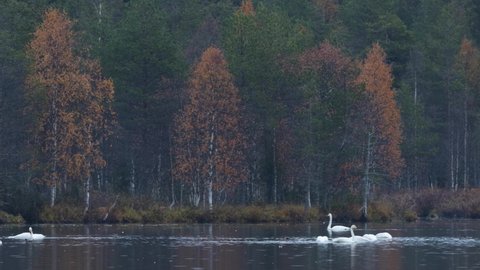 Whooper swans, Cygnus cygnus swimming on a lake during an autumn migration near Kuusamo, Northern Finland.