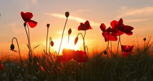 Poppy flowers and green wheat in agricultural field against sun at sunset
