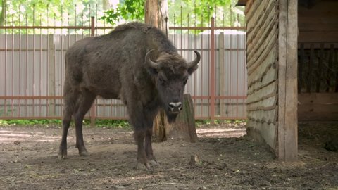Young european bison in the zoo