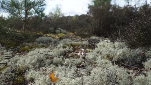 Green lichen plants on heathland mossy ground abundant in spring on Blackheath Surrey Hills