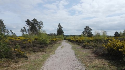 Walking outdoors through sandy footpath with common gorse bush bloom on heathland in spring on Blackheath Surrey Hills