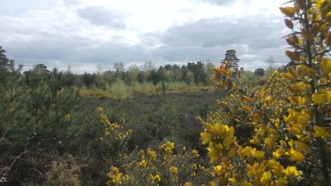 Conservation heathland landscape with gorse bushes and heather in spring on Blackheath Surrey Hills