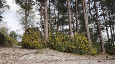 Pine woodland on heath with common gorse bloom in summer on conservation woodland