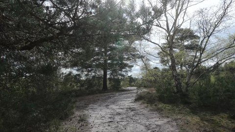 Sandy heathland footpath on a sunny spring day near coppiced pine tree woodland on Blackheath Surrey