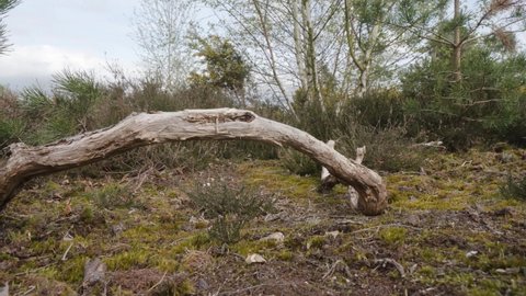 Deadwood tree fallen on dry heath land floor fire risk on a summer day
