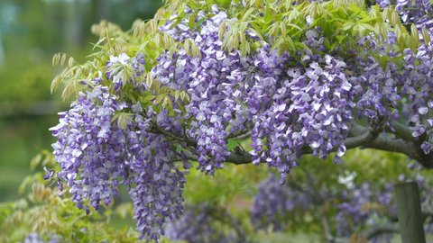 Wisteria flowers in full bloom, swaying in the wind. The scenery of early summer in Japan.