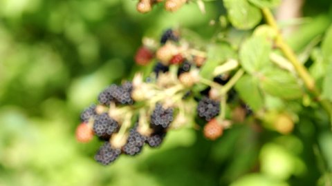 Natural fresh blackberries in garden in 4K VIDEO. Bunch of ripe blackberry fruit - Rubus fruticosus - on branch of plant with green leaves on farm. Organic farming, healthy food, BIO viands.