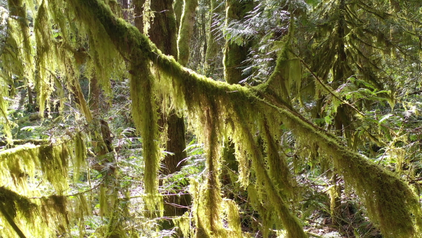 Moss, lush epiphytic growth, and ferns blanket a sunlit rainforest found near Mount Hood, Oregon. These exquisite temperate forests offer myriad habitats for both flora and fauna to thrive.