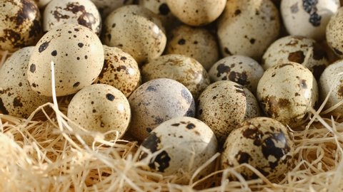 TOP VIEW:Close up of quail eggs in straw nest. Organic farming, natural still-life. Springtime, Easter. Close-up of quail eggs a rotating . Bright colorful quail eggs. Macro. Selective focus. quail