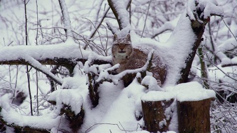 A snow-covered Eurasian lynx sleeps between the trees, blinks and turns its head