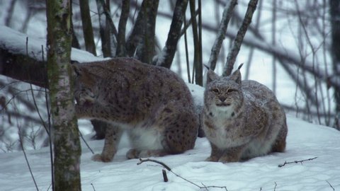 Two snow-covered Eurasian lynxes sit in the winter forest and lick their paws.