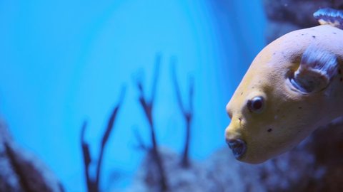 Puffer fish Yellow exotic fish swims underwater in the sea. Aquarium of marine unusual fish. Specific bite of teeth. Blackspotted puffer or dog-faced puffer fish in aquarium. 