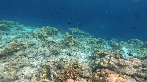 Undersea Life of Blacktip Reef Shark Swimming on Coral Reef in Maldives. Underwater Shot of Carcharhinus Melanopterus in Indian Ocean.