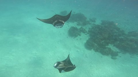 Two Giant Manta Ray Swims in Indian Ocean in Maldives. Underwater Shot of Mobula Alfredi in Laccadive Sea in Lhaviyani Atoll.