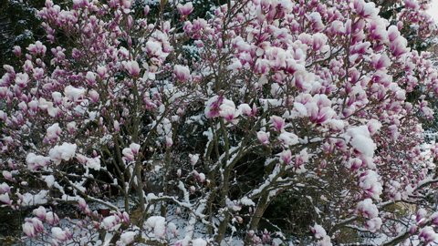 climate change snowfall in spring, drone shot aerial view of a purple blooming liliiflora magnolia tree in a garden covered with fresh white snow, camera flying close to purple flowers with snow