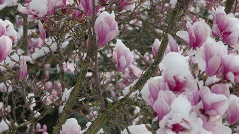 climate change snowfall in spring, close up of a purple blooming liliiflora magnolia tree in a garden covered with fresh white snow camera panning upwards branches with many purple flowers with snow