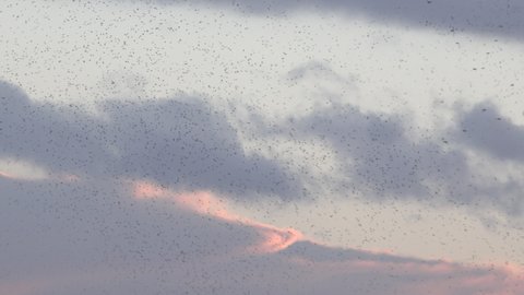 Birds flying in the evening light ready to roost as murmuration of starlings flys in England UK 4K