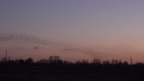 Birds flying in the evening light ready to roost as murmuration of starlings flys in England UK 4K