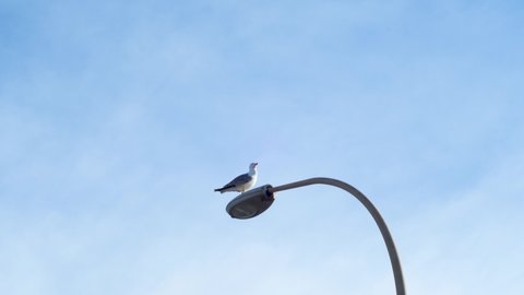 View from below of a seagull perched on a lamppost with the sky in the background. Climate change concept.