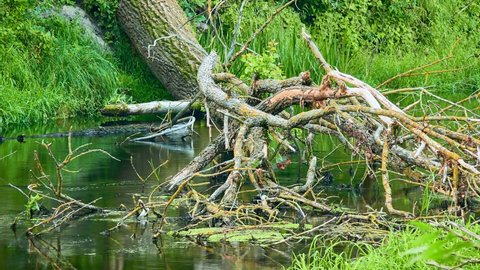 Picturesque snags and fallen trees in the water of a small stream. Green vegetation on the shore of a stream.