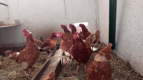 Raising chickens on a private farm. Content chickens in a chicken coop for the production of eggs and meat