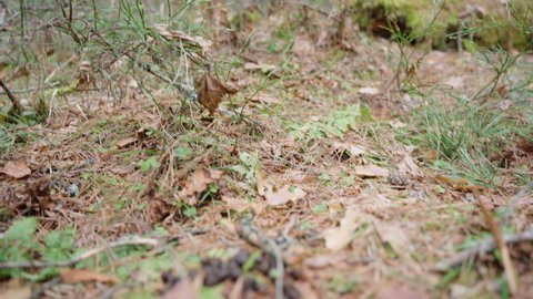 Round small poop in the forest, from wild animals, hare