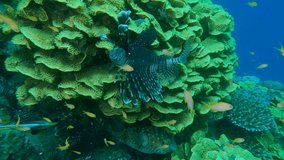 School of multicilored tropical fishes swim near colourful coral. Lettuce coral or Yellow Scroll Coral - Turbinaria reniformis. Red sea, Egypt