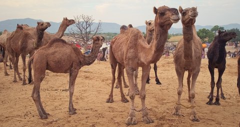 Camels at Pushkar mela camel fair in field. Pushcar Camera Fair is a famous indian festivaland camel trade fair. Pushkar, Rajasthan, India