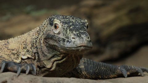 Close-up shot: Komodo dragon on rocky ground. Rare species of animals