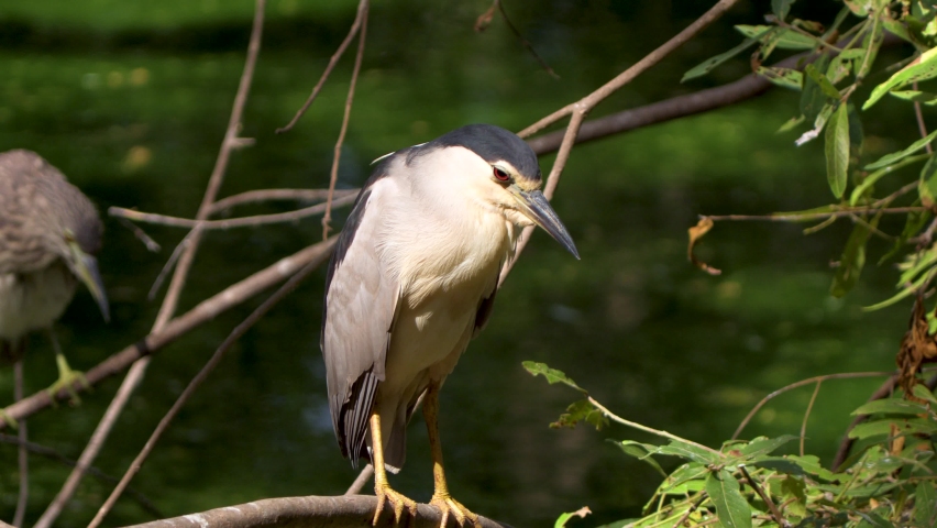 Close up of Black-crowned Night Heron Bird 