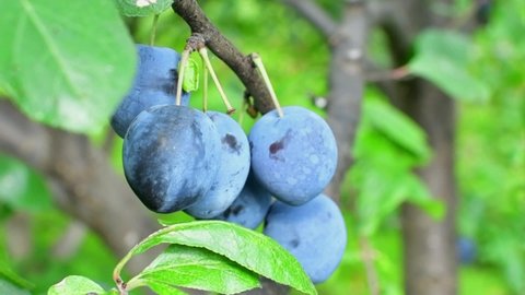 Close up of the plums ripe on branch. Ripe plums on a tree branch in the orchard. View of fresh organic fruits with green leaves on plum tree