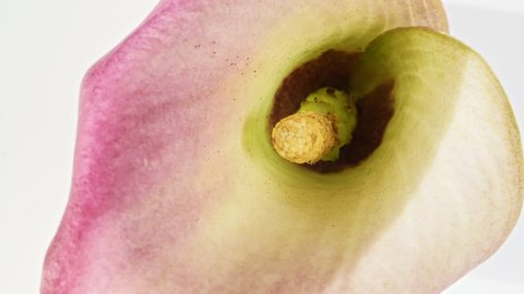 Pink Calla rotating on white background, macro shot. Bud closeup. Blooming pink Lily, flower open. Holiday backdrop, Valentine's Day concept.