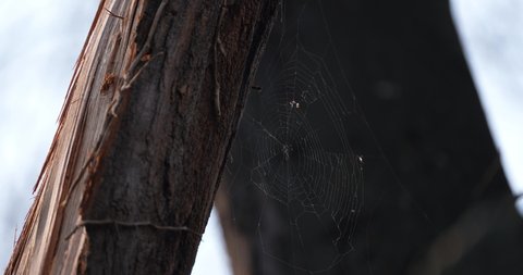 a spider's web in nature woven between two trees