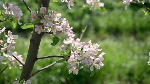 Apple tree branch with apple blossoms and bees in an apple orchard, plantation