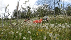 senior woman enjoying spring and relaxing in a field of dandelions in the hills of an organic vineyard in Castell'Arquato, Val D'Arda, Emilia Romagna, Italy