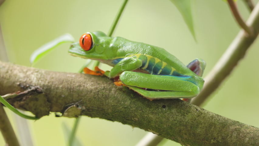 a red-eyed tree frog on a branch turns towards the camera in a garden at sarapiqui of costa rica