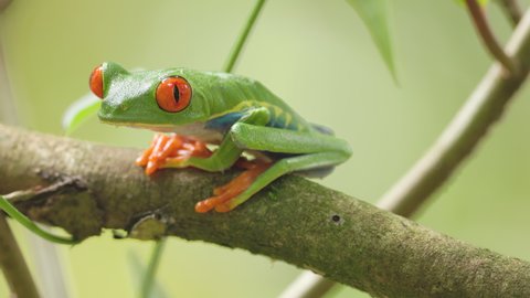 a red-eyed tree frog on a branch turns towards the camera in a garden at sarapiqui of costa rica