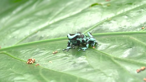 a front on shot of a green and black poison dart frog, carrying a tadpole, on a large leaf in a garden at sarapiqui of costa rica