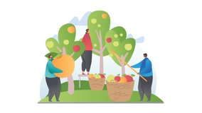 Farming and growing local food video concept. Young moving men and women harvest delicious ripe apples. Farmers and gardeners grow healthy sweet fruits with vitamins. Flat graphic animated cartoon
