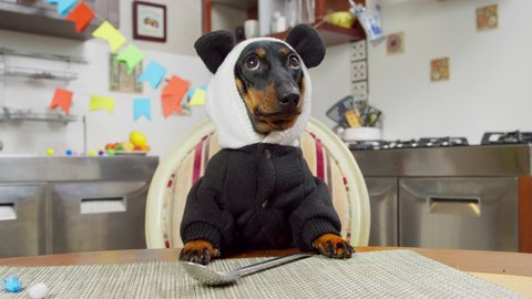 A cute black dachshund puppy dressed in a panda costume is sitting at the table against a spoon and waiting for a gala dinner in honor of his birthday. Looks around and is sad that no one came to