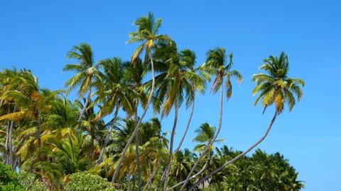 Desert island paradise scene. Coconut Palm trees and lush vegetation swaying in summer breeze
