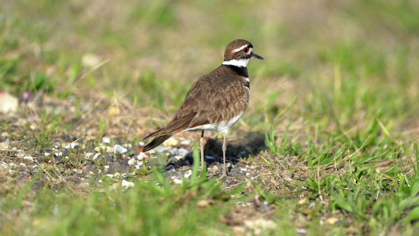 Killdeer Walking Around in the Grass