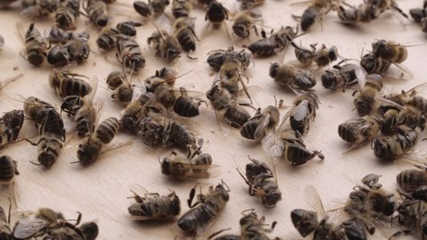 The bees are dying. A dead bees close up. The death of honey bees and environmental pollution by pesticides, varroatosis disease, 5G.Beekeeping or apiculture
