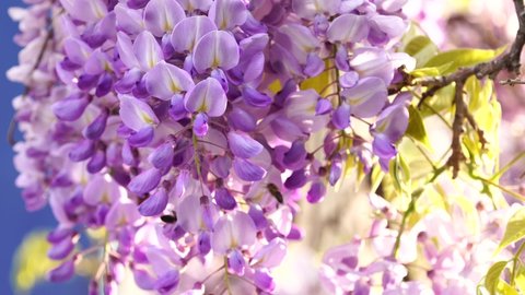 Wisteria trellis japan spring. Wisteria with cascades of blue to purple flowers hanging from a pergola or archway in spring and early summer. Spring blooming